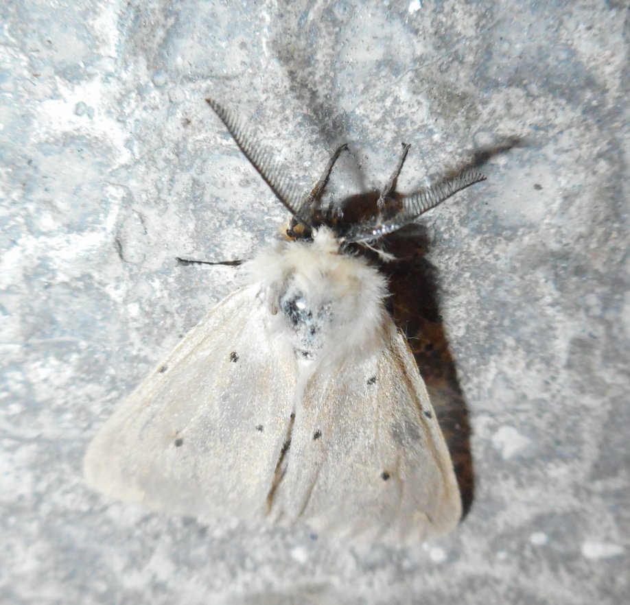 Falena da identificare